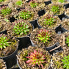 [PACK of 10 PLANTS] x Sempervivum 'Pittoni'