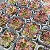 [PACK of 10 PLANTS] x Jovibarba heuffelii 'Inferno'