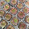 [PACK of 10 PLANTS] x Jovibarba heuffelii 'Inferno'