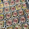 [PACK of 10 PLANTS] x Sempervivum 'Grammens' (XS)