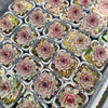 [PACK of 10 PLANTS] x Sempervivum 'Grammens' (XS)