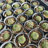 [PACK of 10 PLANTS] x Sempervivum arachnoïdeum 'Bascour Silver'