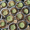 [PACK of 10 PLANTS] x Sempervivum arachnoïdeum 'Bascour Silver'