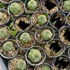 [PACK of 10 PLANTS] x Sempervivum arachnoïdeum 'Bascour Silver'