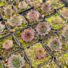 [PACK of 10 PLANTS] x Sempervivum 'Edge of night' (NO PUP)