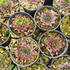 [PACK of 10 PLANTS] x Sempervivum 'Edge of night' (NO PUP)