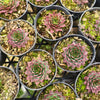 [PACK of 10 PLANTS] x Sempervivum 'Edge of night' (NO PUP)