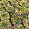[PACK of 10 PLANTS] x Sempervivum cantabricum 'Reinhardt'