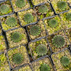 [PACK of 10 PLANTS] x Sempervivum cantabricum 'Reinhardt'