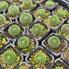 [PACK of 10 PLANTS] x  Sempervivum 'Tiny Tots' (No pup)