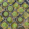 [PACK of 10 PLANTS] x  Sempervivum 'Tiny Tots' (No pup)