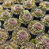 [PACK of 10 PLANTS] x Sempervivum 'Pink Puff'