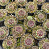 [PACK of 10 PLANTS] x Sempervivum 'Pink Puff'