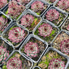 [PACK of 10 PLANTS] x Sempervivum calcareum 'Guillaumes' (no pup)