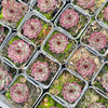 [PACK of 10 PLANTS] x Sempervivum calcareum 'Guillaumes' (no pup)