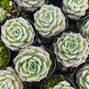 [PACK of 10 PLANTS] x Echeveria Japanese Hyalina