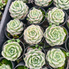 [PACK of 10 PLANTS] x Echeveria Japanese Hyalina