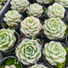 [PACK of 10 PLANTS] x Echeveria Japanese Hyalina