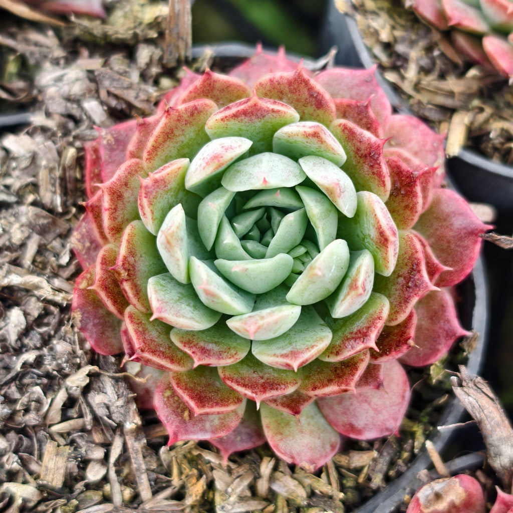 [PACK of 10 PLANTS] x  Echeveria 'Red Hole'