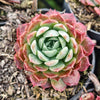 [PACK of 10 PLANTS] x  Echeveria 'Red Hole'