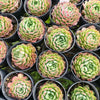 [PACK of 10 PLANTS] x  Echeveria 'Red Hole'