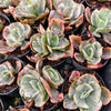 Echeveria 'Ice Age' Variegata