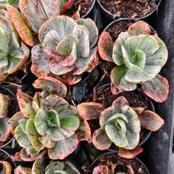 Echeveria 'Ice Age' Variegata