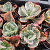 Echeveria 'Ice Age' Variegata
