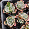 Echeveria 'Ice Age' Variegata