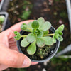 Aeonium saundersii