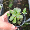 Aeonium saundersii