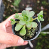 Aeonium saundersii