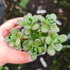 Aeonium saundersii
