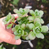 Aeonium saundersii