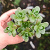Aeonium saundersii