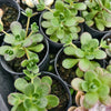 Aeonium saundersii