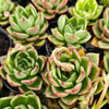 [PACK of 10 PLANTS] x Echeveria agavoides 'Shanghai Night'