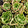 [PACK of 10 PLANTS] x Echeveria agavoides 'Shanghai Night'