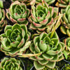[PACK of 10 PLANTS] x Echeveria agavoides 'Shanghai Night'