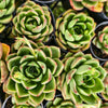 [PACK of 10 PLANTS] x Echeveria agavoides 'Shanghai Night'
