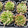 [PACK of 10 PLANTS] x Echeveria Highlighters