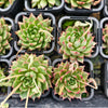 [PACK of 10 PLANTS] x Echeveria Highlighters
