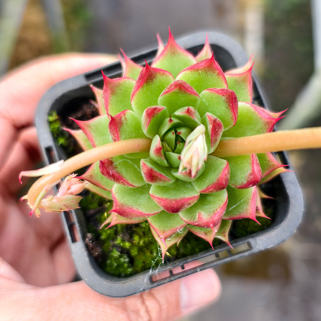 [PACK of 10 PLANTS] x Echeveria Highlighters