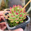 [PACK of 10 PLANTS] x Echeveria Highlighters