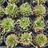 [PACK of 10 PLANTS] x Echeveria Highlighters