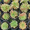 [PACK of 10 PLANTS] x Echeveria Shooting Stars