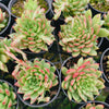 [PACK of 10 PLANTS] x Echeveria Shooting Stars