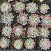 Echeveria 'Violet Queen'