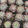 Echeveria 'Violet Queen'
