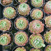 Echeveria 'Red Hole'